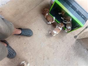 Lively Jack Russell puppies