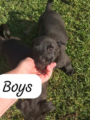 German shepherd x Labrador 