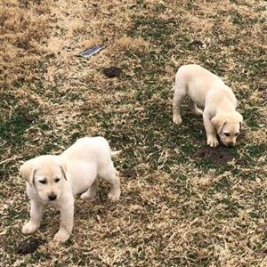 Golden Retriever cross Labrador puppies 