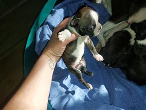 Boston terrier 