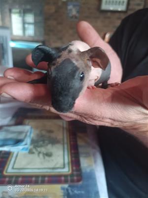 skinny pigs pups for sale-Kempton Park