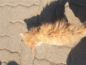 Kittens available