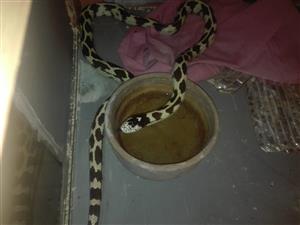 California King Snake for sale