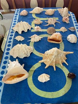 Beautiful Sea Shells