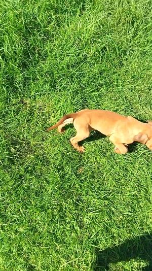 Rhodesian Ridgeback puppies