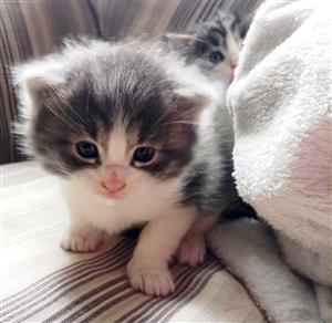 Stunning Mainecoon kittens 