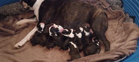 Beautiful Boston Terrier Puppies 