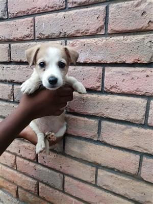 jack russell male puppy