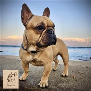 French Bulldog puppi