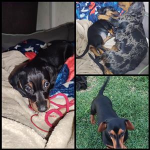 Male dachshund puppy
