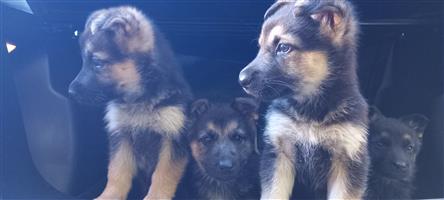 German shepherd puppies 