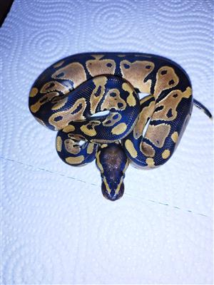 ball python