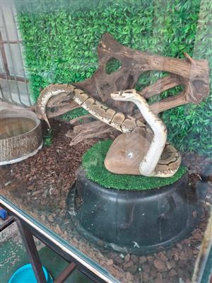 Spider ball python. 