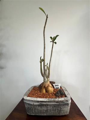 Impala  Lilly in a Bonzai pot ( Desert Rose)
