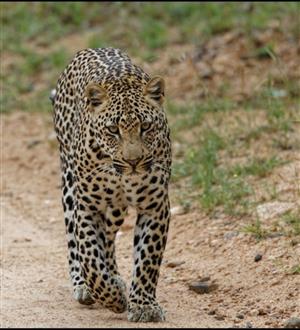 MAGNIFICENT PROPERTY FOR SALE IN SABIE PARK, A STONES THROW FROM KRUGER GATE, KNP in South Africa