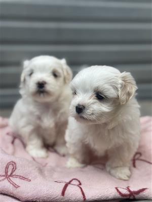 Maltese poodle 