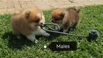Pomeranian toypoms 