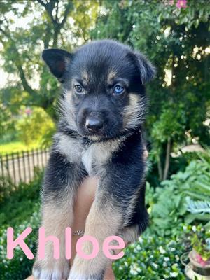 Husky x Shepherd puppies 