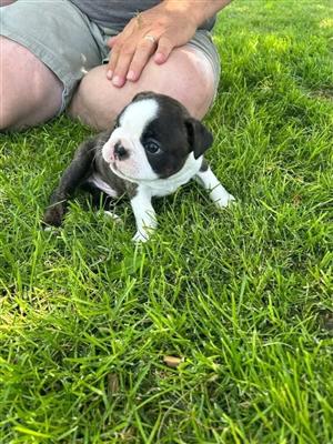 Boston terrier puppies for sale
