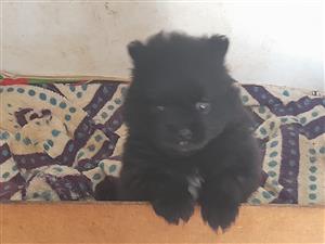 TOYPOM CROSS PIGANEASE PUPPIES FOR SALE