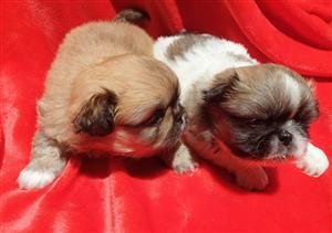 Pure Bred Pekingese Puppies 