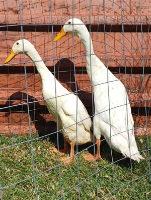Indian Runner duck pairs
