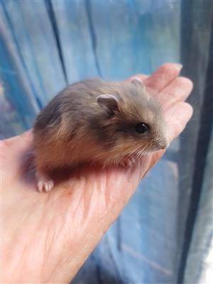 Dwarf hamster babies 