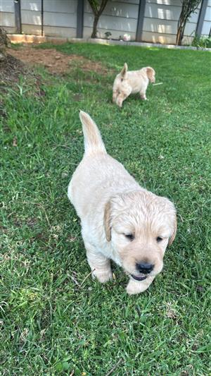 Golden Retriever pups