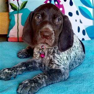 German short haired Pointer
