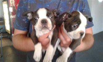 boston terrier puppies for sale junkmail