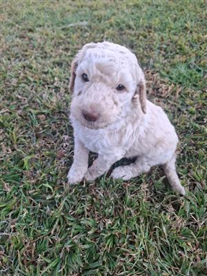 French standard poodles 