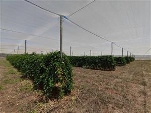 Mixed Use Farm With Thriving Income