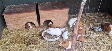 Guinea pigs for sale 