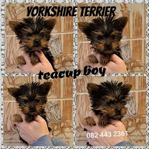 Yorkshire terrier pups