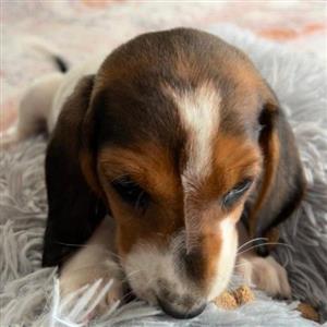 Beautiful Basset Puppies 