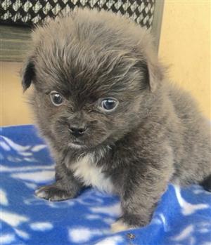 Pekingese puppies