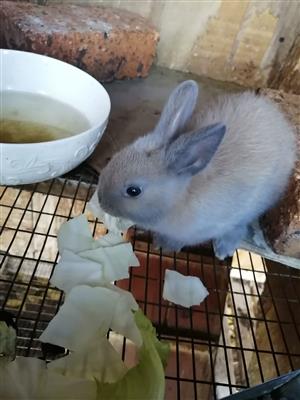 Bunny Rabbits for sale