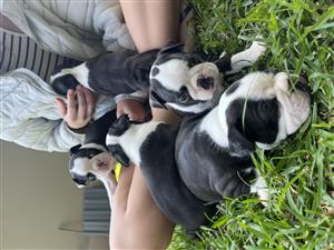 I want to sell my puppies on your website. The puppies are Boston Terriers puppi