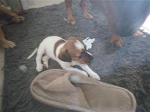 Jack Russell puppy