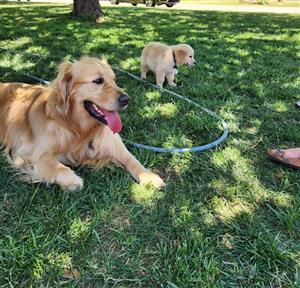 Golden retriever puppies for sale