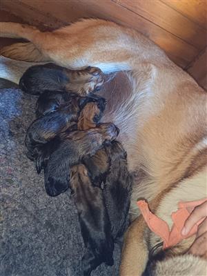 Belgian Malinois puppies for sale