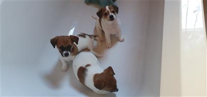 Jack russell puppies looking for furever homes