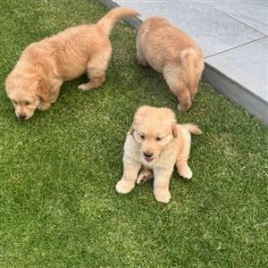 Golden Retriever puppies