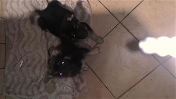 German Shepherd puppies 