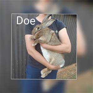 Flemish Giant Rabbit