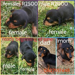 4 miniature  dashund pups 3 female 1 male born 27 april 2023. F