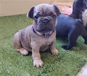 Female Frenchies available 