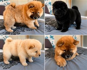 Chow Chow Puppies Available Cream, Brown, Black