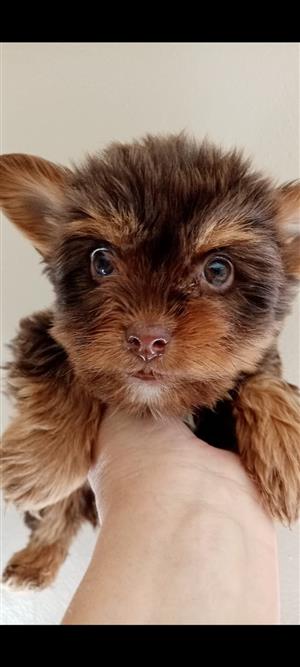 Yorkshire terrier female babies