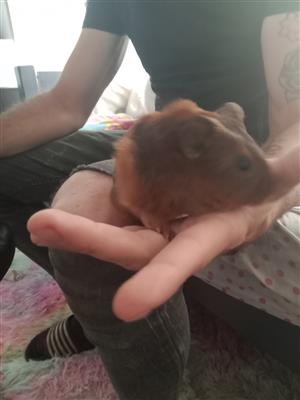 Guinea pigs   4 weeks old 
